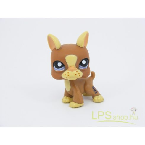 LPS - Littlest Pet Shop - Boston terrier